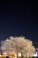 夜桜