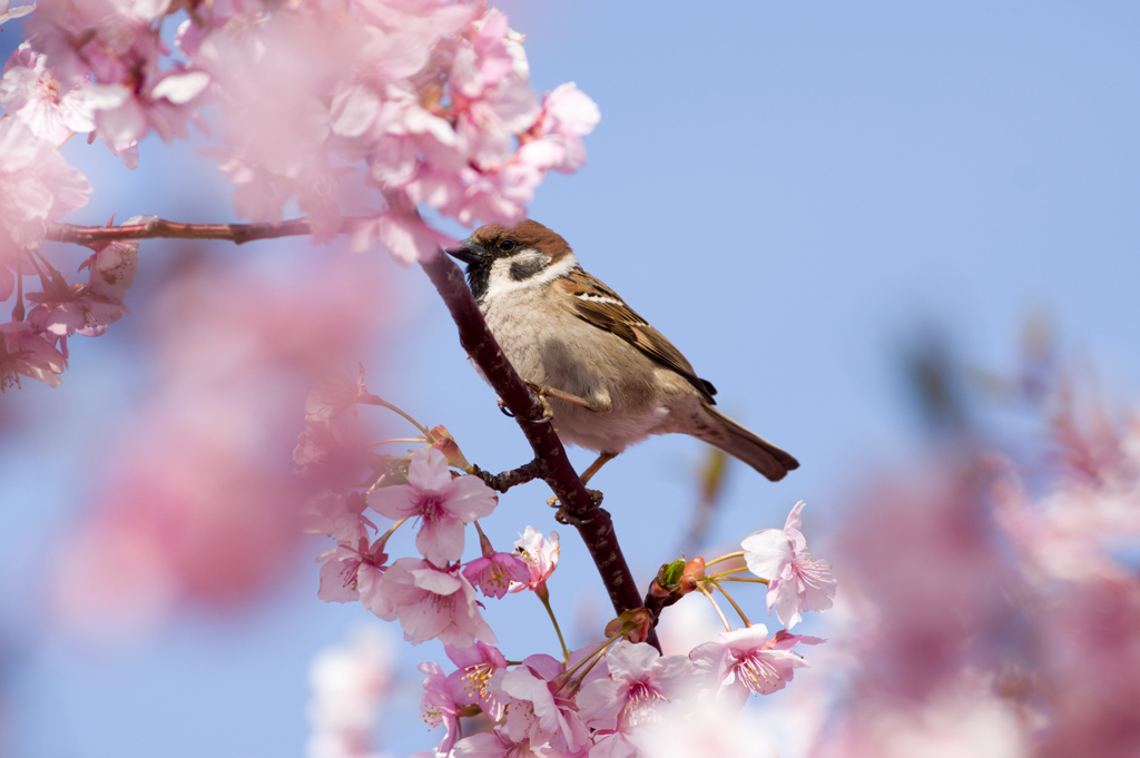 桜舞い散る中に