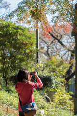 紅葉