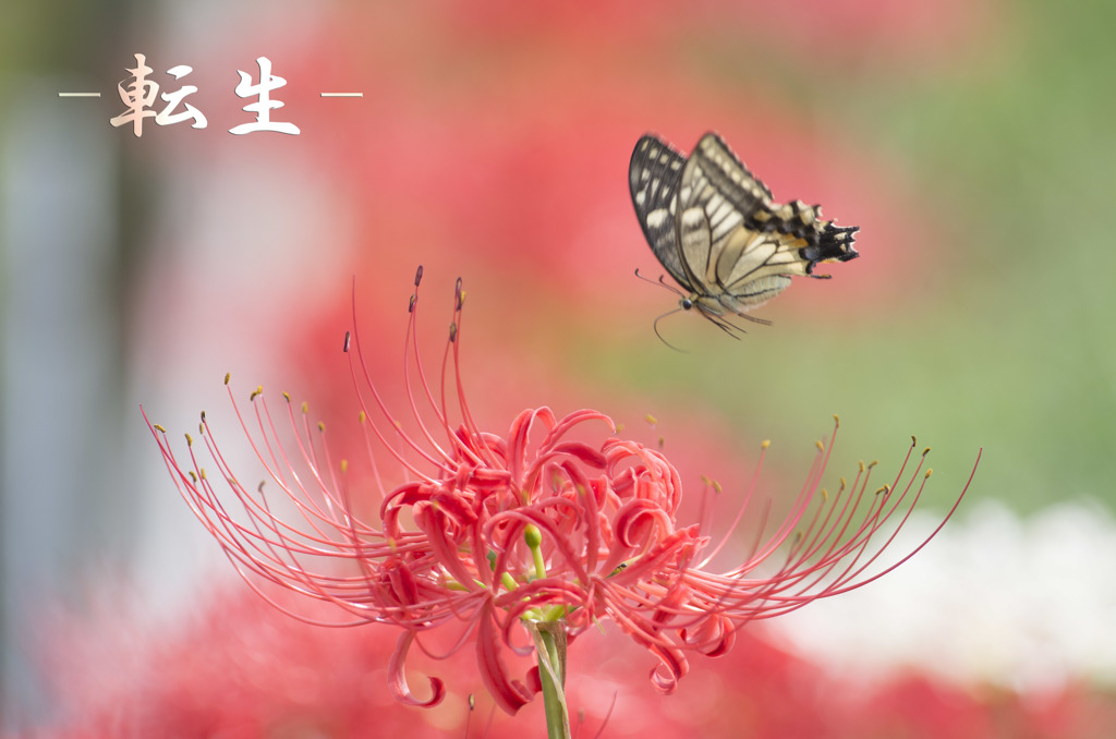 彼岸花の花言葉