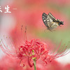 彼岸花の花言葉