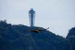 江の島とトビ