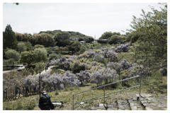 横須賀菖蒲園