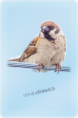 雀