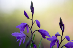 紫の花・・