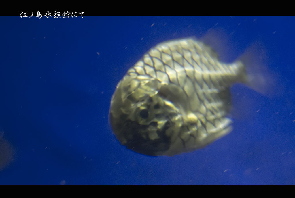 し、心霊写真・・(ToT)
