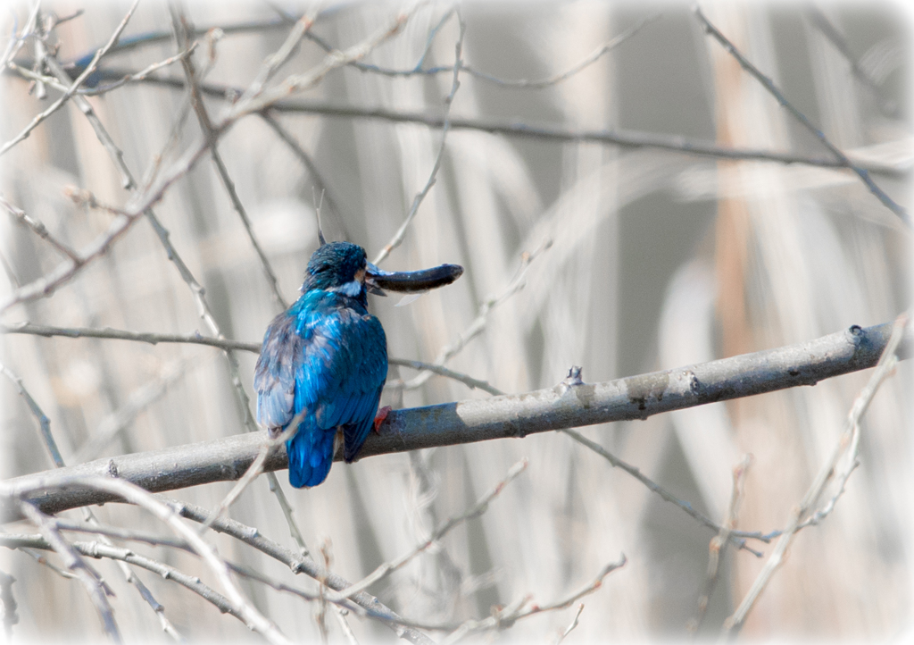 気絶させてる？