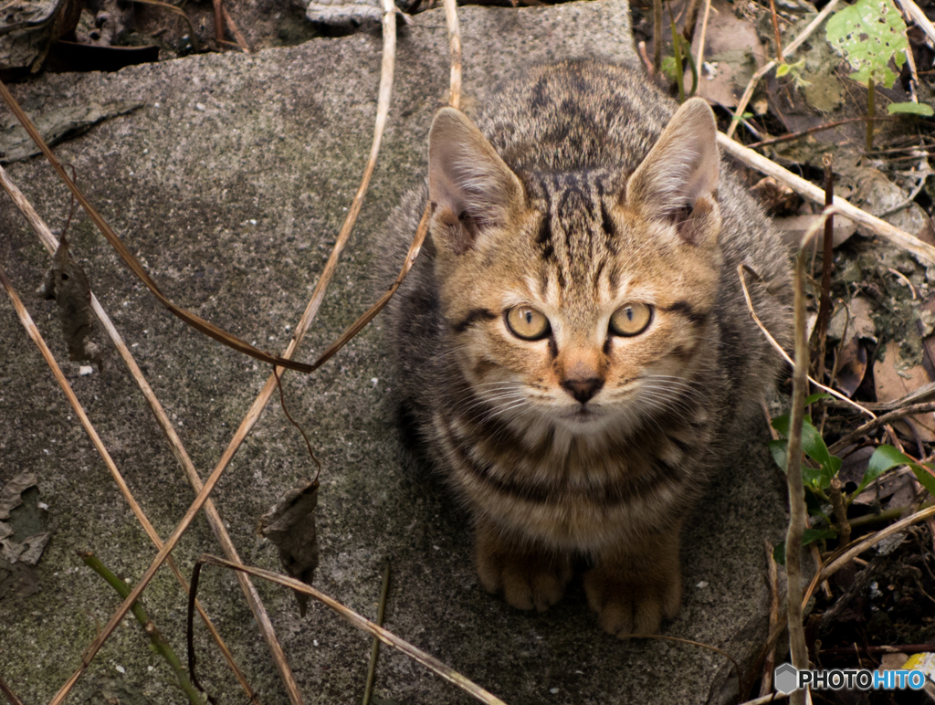 子猫ちゃん♪