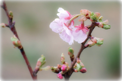 お花の撮影♪