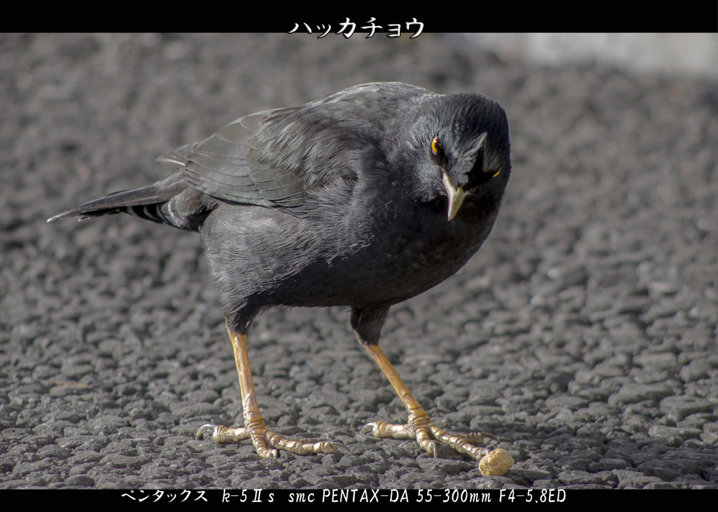 ハッカチョウ？！