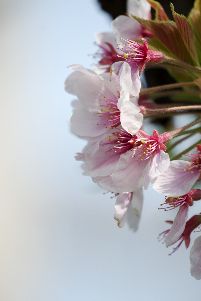 桜の季節