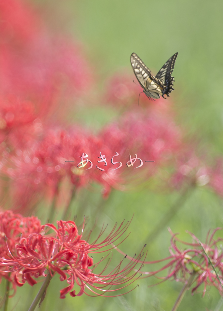 彼岸花の花言葉・２