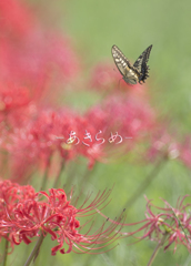 彼岸花の花言葉・２