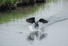 カワウの着水