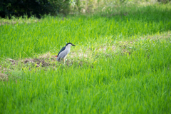 ごいさぎ