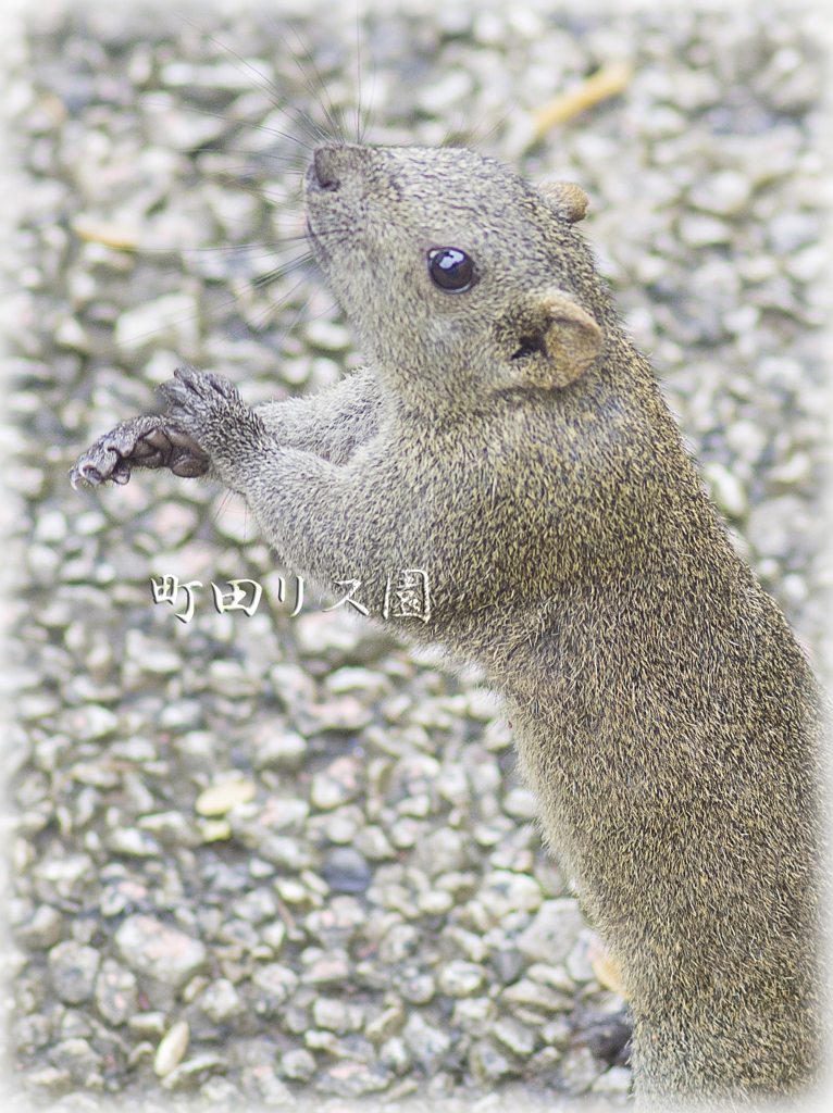 町田リス園
