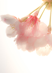 花粉がひどくて・・