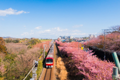 三浦海岸へ河津桜を見に行きました