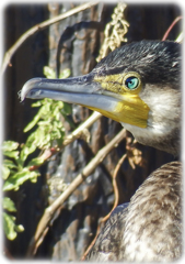 ペンギンじゃないよ川鵜だよw