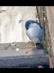 ペンギンじゃないよw
