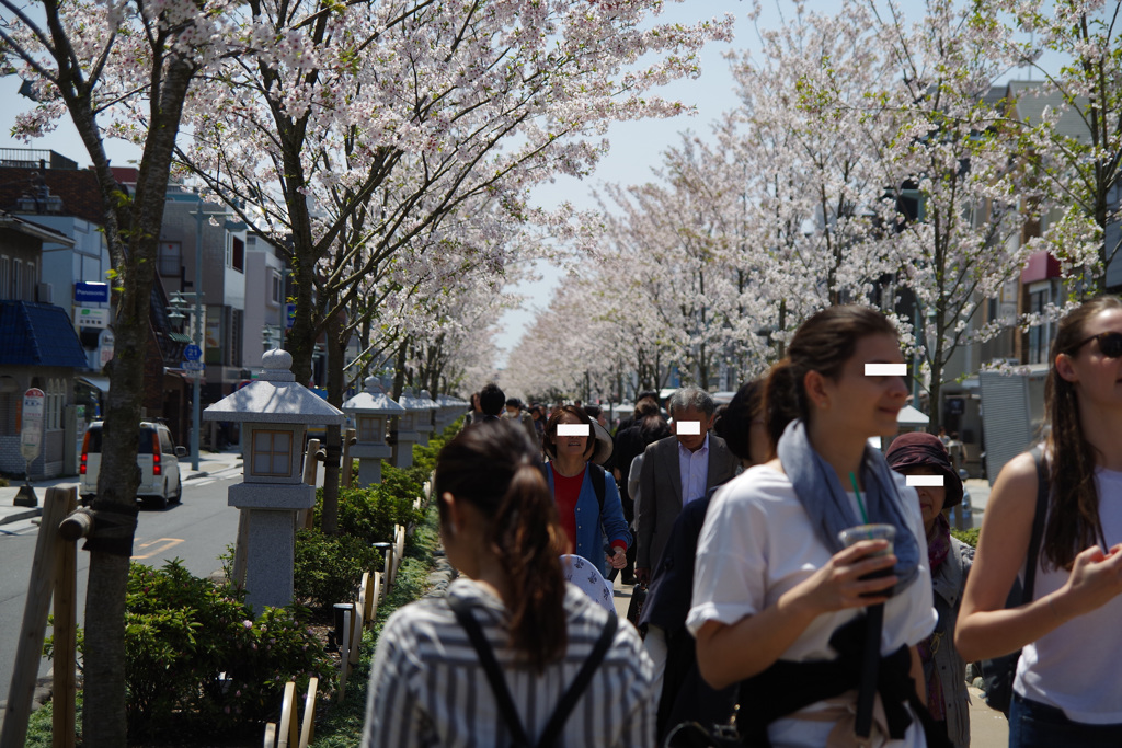 鎌倉の桜