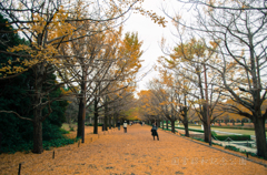 国営昭和記念公園