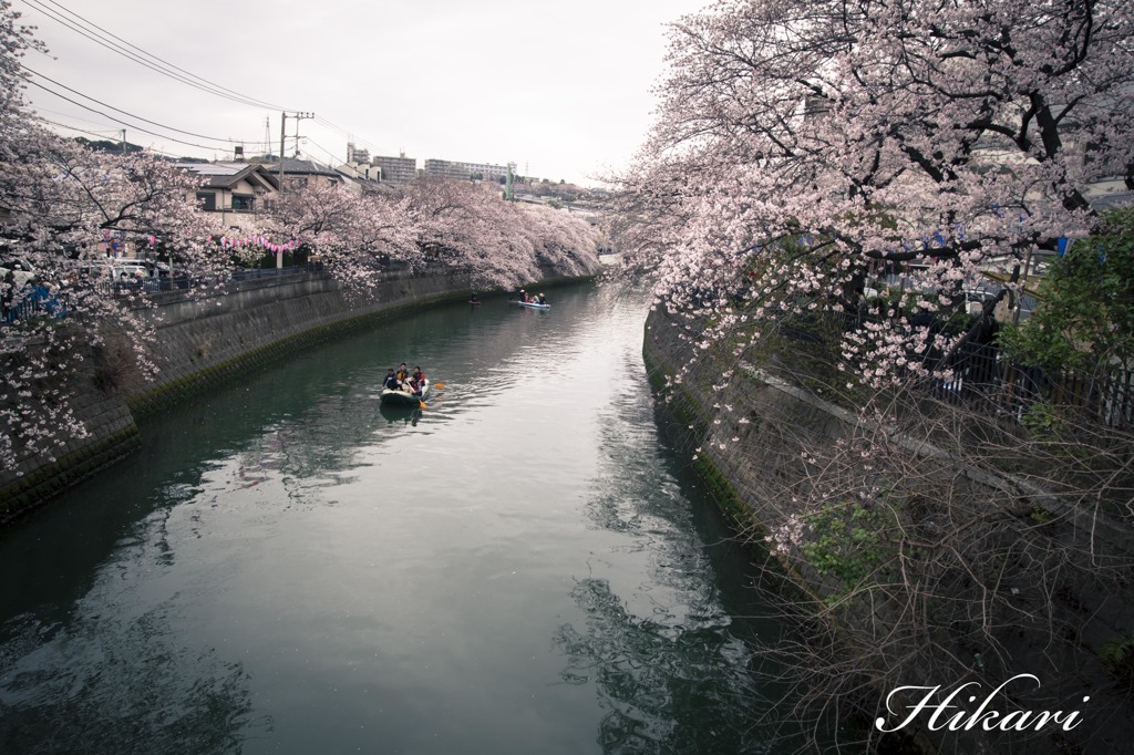 大岡川の桜