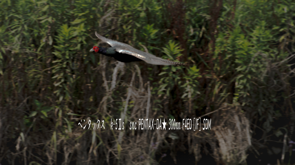 キジの飛翔