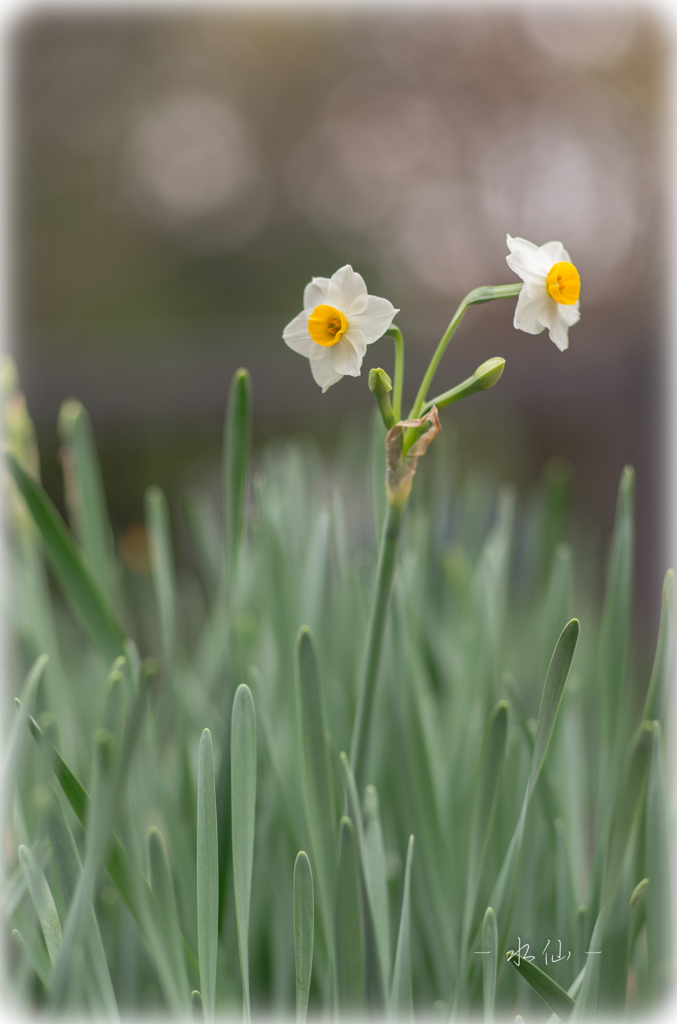 水仙の花言葉