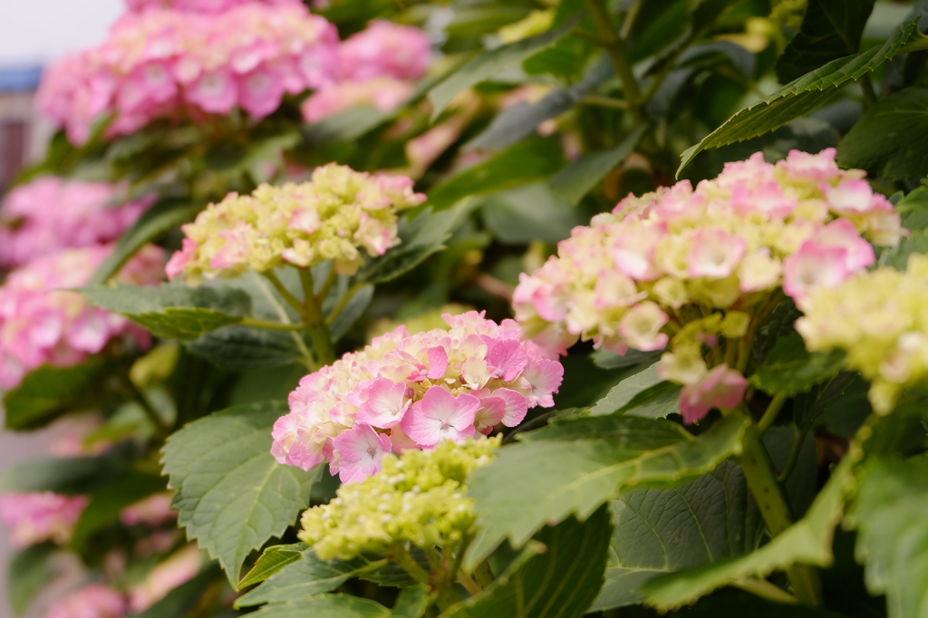 ピンクの紫陽花の花言葉