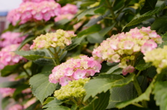 ピンクの紫陽花の花言葉