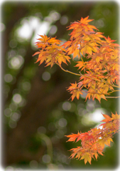 紅葉