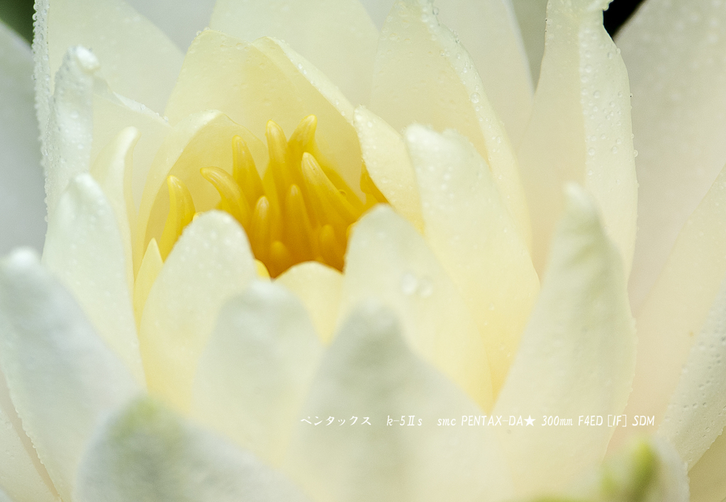 蓮の花言葉