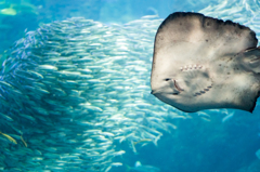 江ノ島水族館