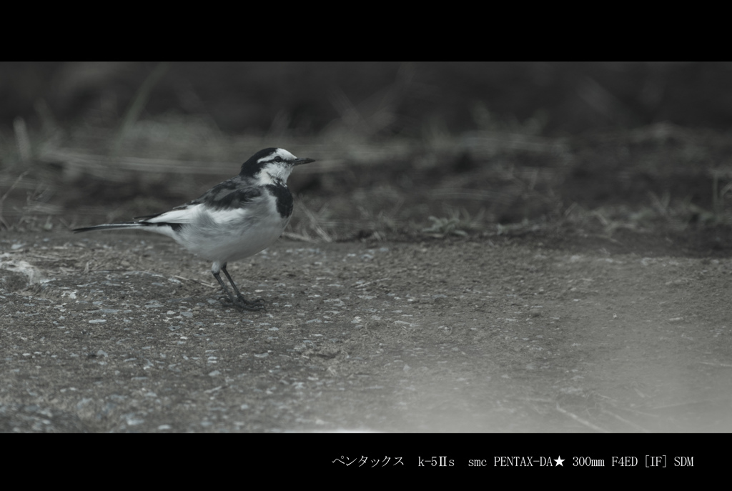 ハクセキレイは難しい