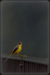 雨天決行