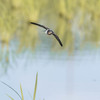 幸福の鳥