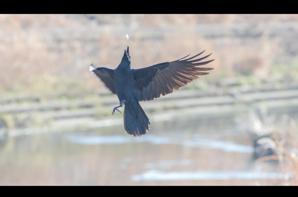 カラスの曲芸・・Σ(ﾟдﾟlll)