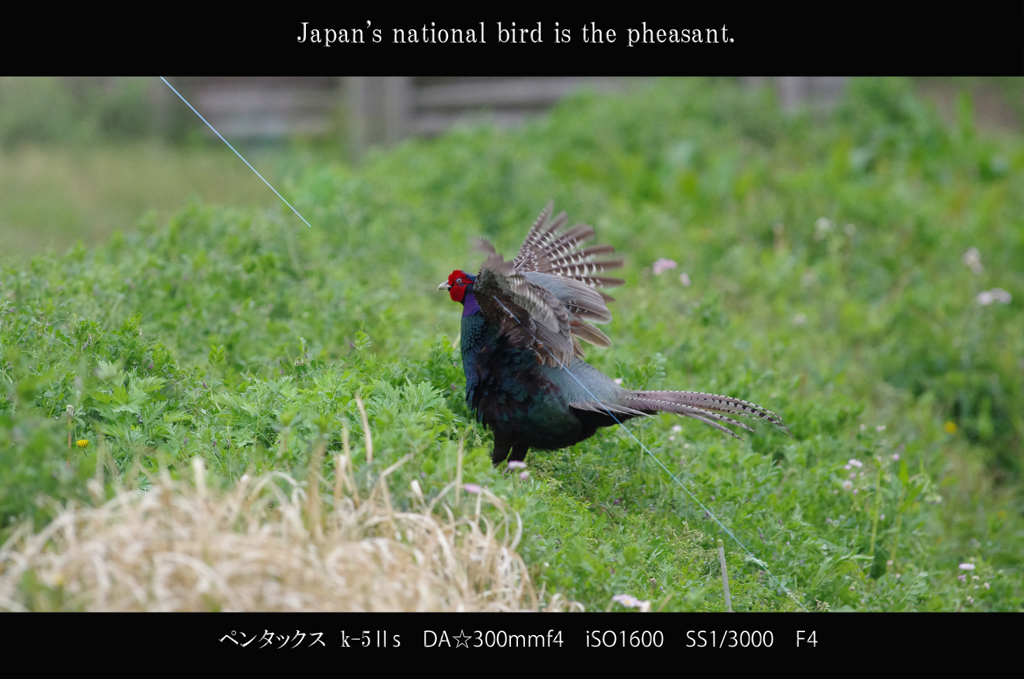 1/3000シャッター