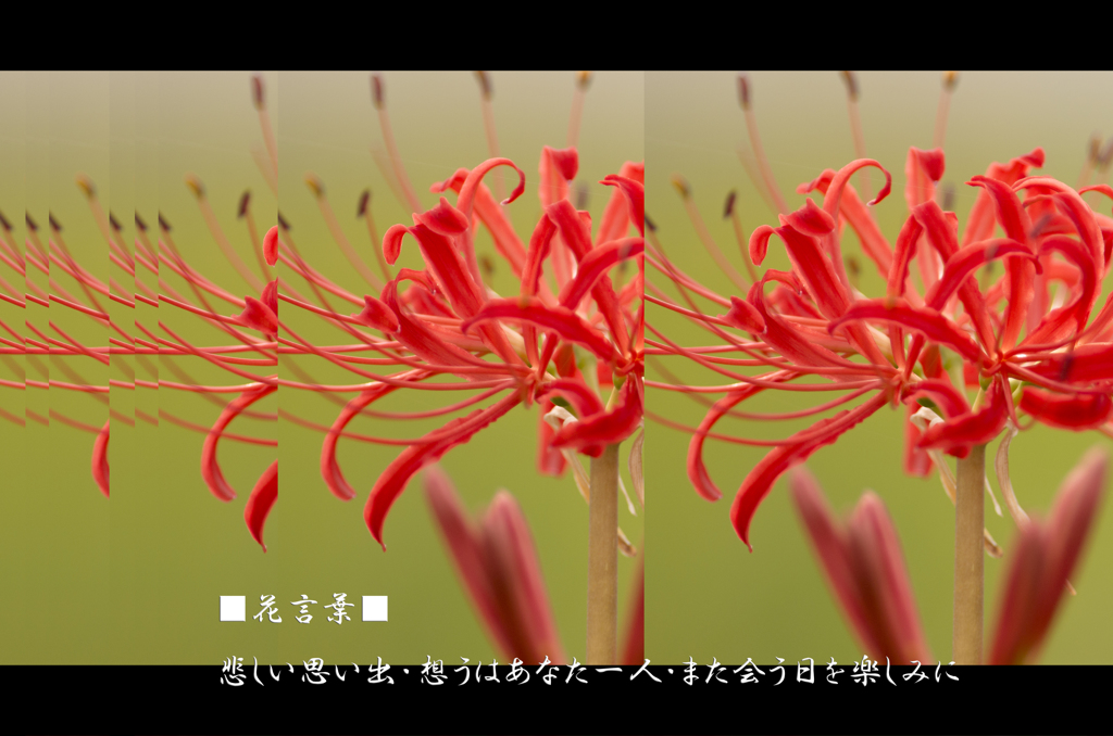 彼岸花の花言葉