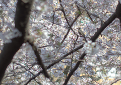 結局・・鳥
