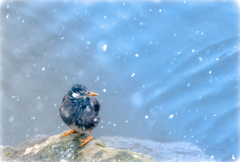 大雪・5
