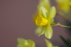 水仙の花言葉は・・