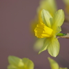 水仙の花言葉は・・