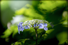 紫陽花・2