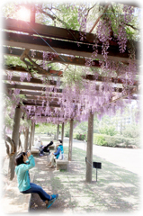 大船植物園にて