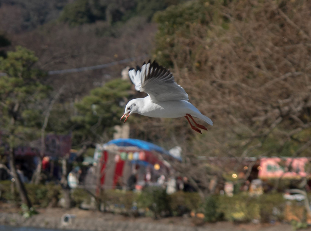 鎌倉八幡宮参拝