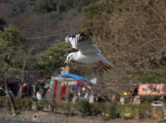 鎌倉八幡宮参拝