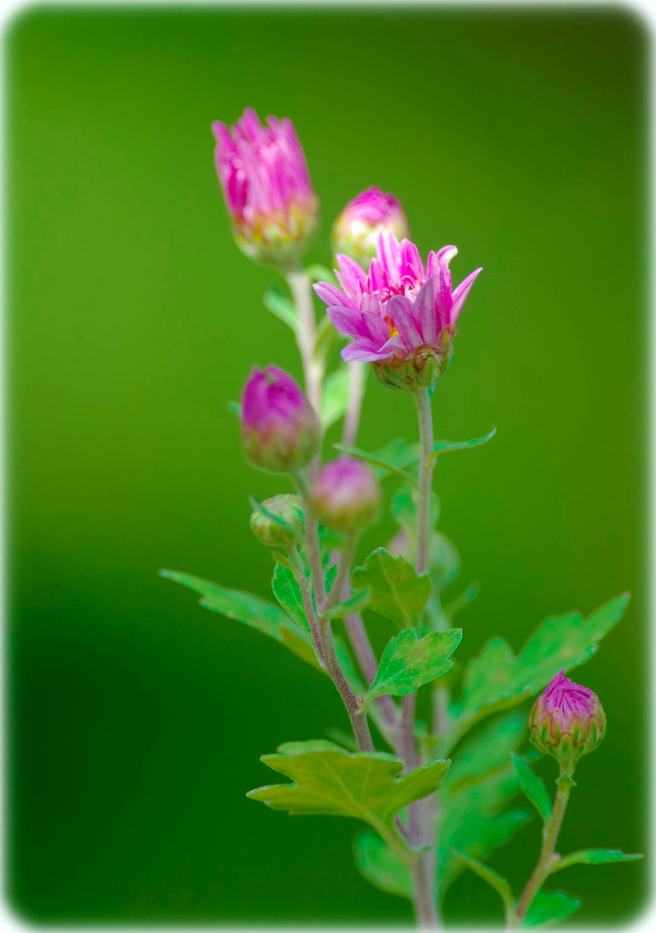 月日が流れるのは早い・・