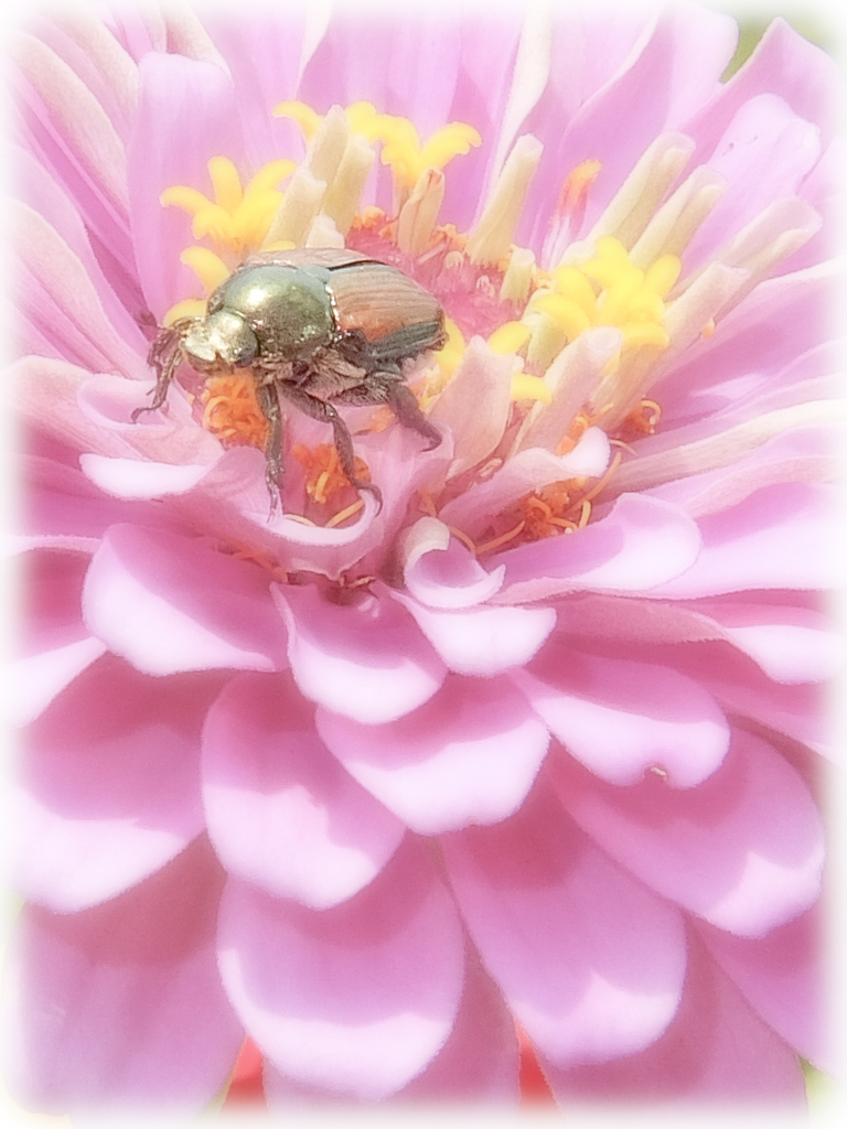 ナイスマクロ